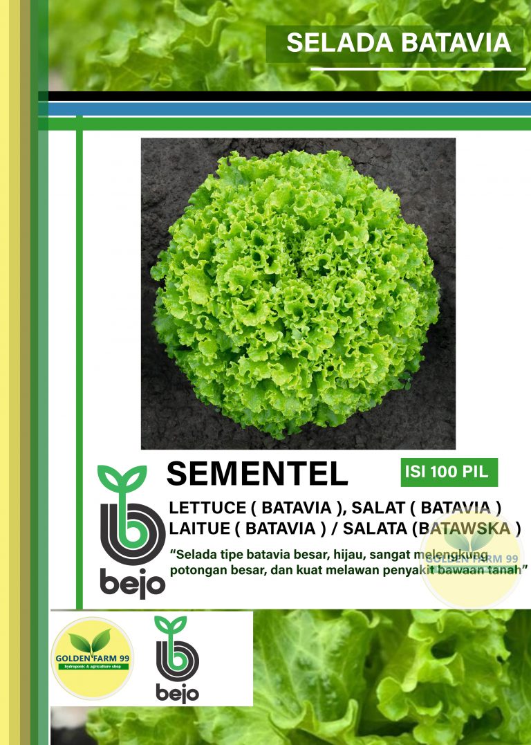 Benih Bejo Sementel Lettuce Batavia Import STORE GOLDEN FARM 99