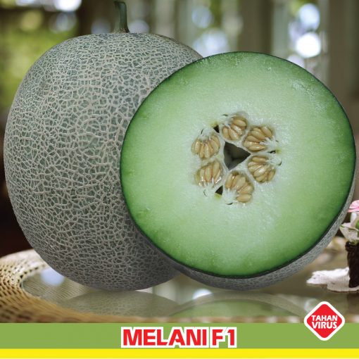 melon melani F1