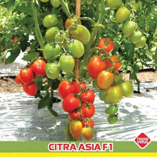 tomat citra asia