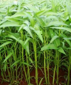 kangkung A7 NDS