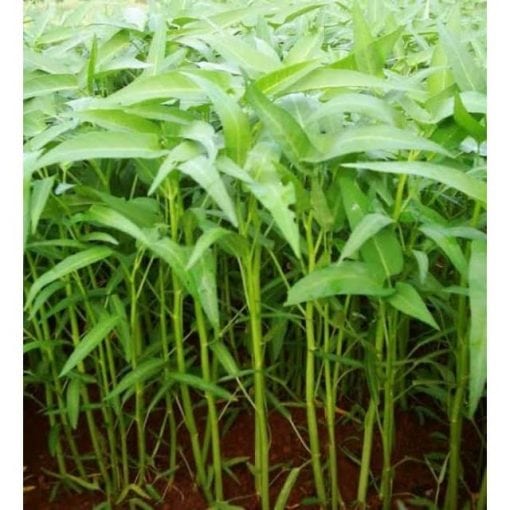 Jual Benih kangkung BANGKOK LP-1 isi 1.500 biji Panah merah - Gambar 3
