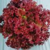 selada red coral