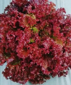 selada red coral