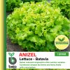Anizel lettuce