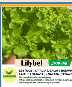 lilybel lettuce
