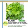 lilybel lettuce