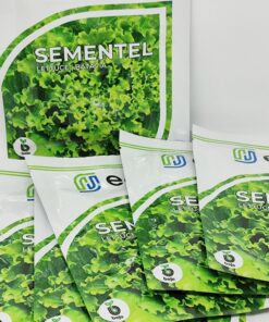 lettuce sementel isi 1000 biji