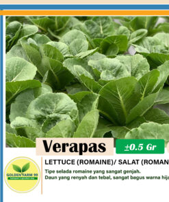 selada romaine verapas