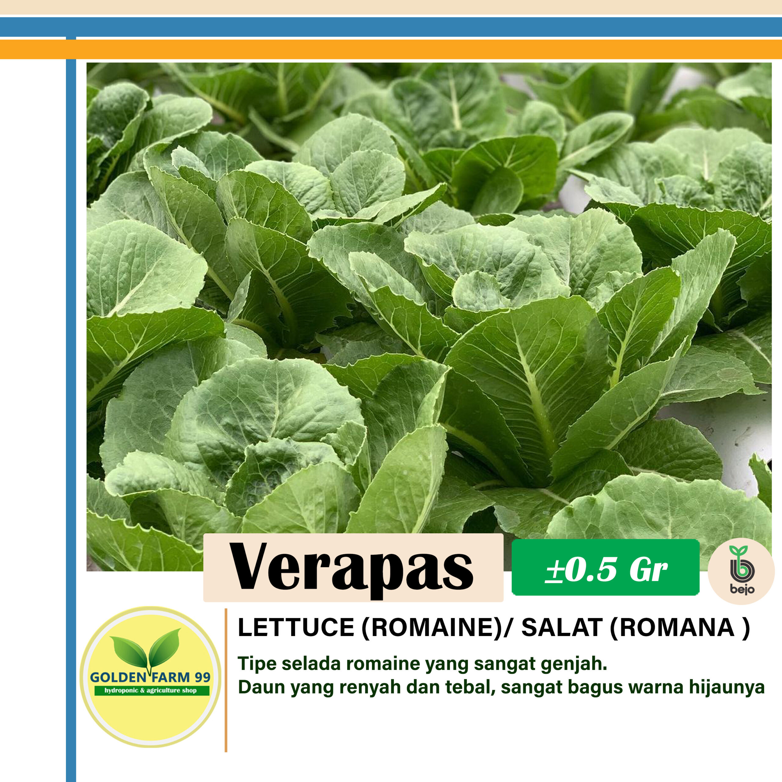 Benih Selada Romaine Verapas Bejo – Cepat Panen & Super Renyah 3 selada romaine verapas