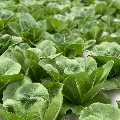 Benih Romaine Verapaz lettuce Bejo seed - Import - Gambar 2