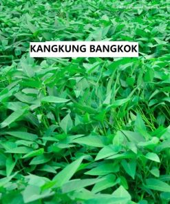 kangkung hidroponik