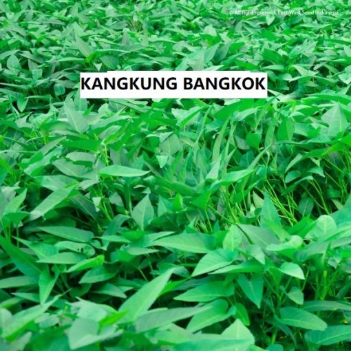 kangkung hidroponik