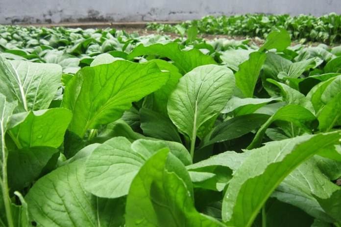 Belanja Kebutuhan Tanam Lebih Mudah di Golden Farm 99