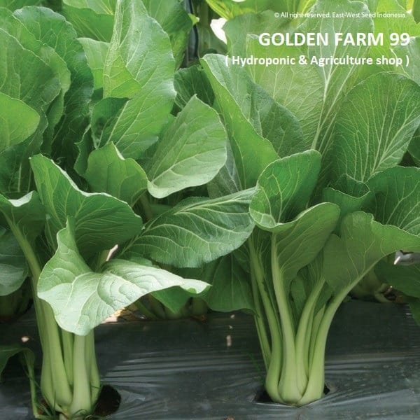 Belanja Kebutuhan Tanam Lebih Mudah di Golden Farm 99