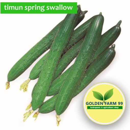 timun spring swallow