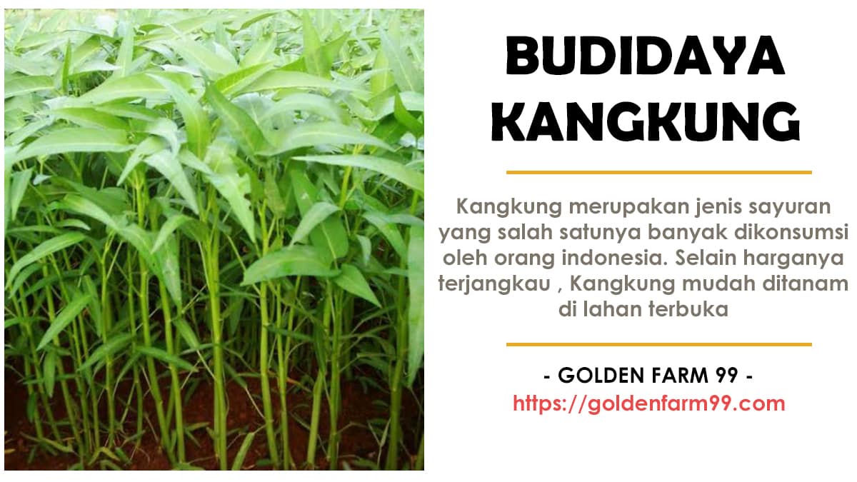 cara budidaya kangkung