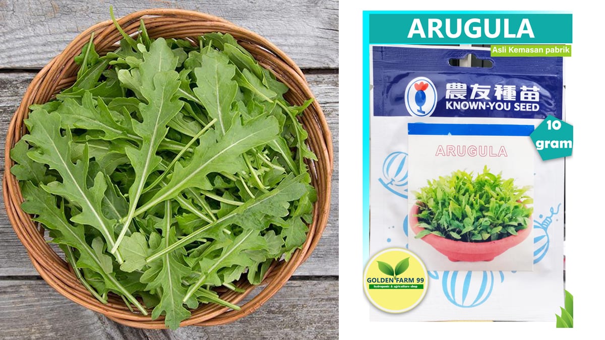 manfaat arugula untuk kesehatan