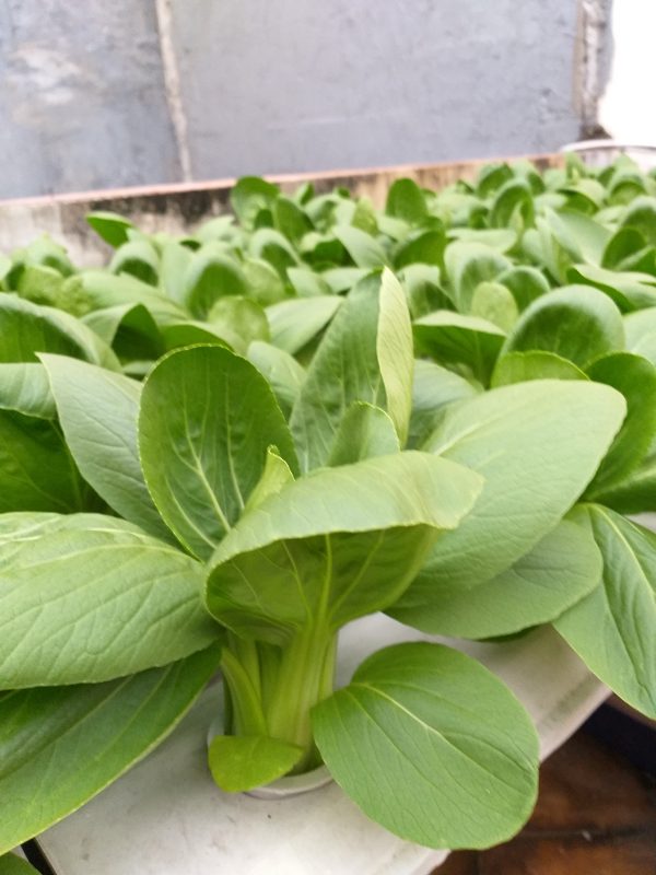 Belanja Kebutuhan Tanam Lebih Mudah di Golden Farm 99