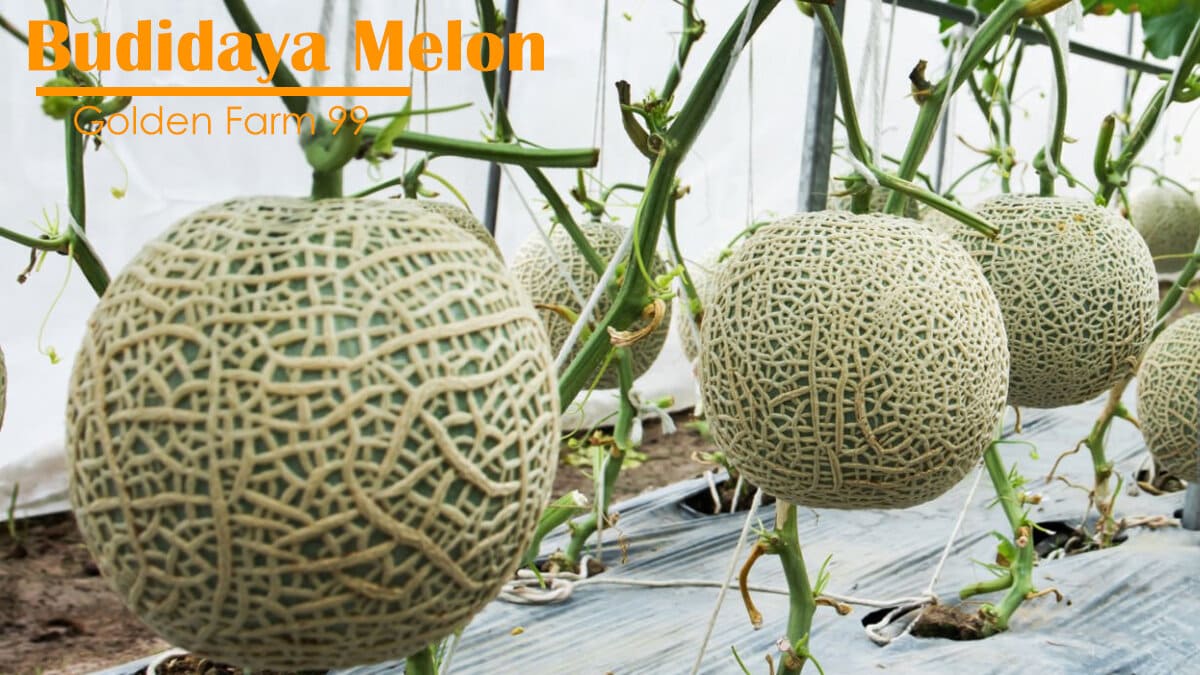 budidaya melon