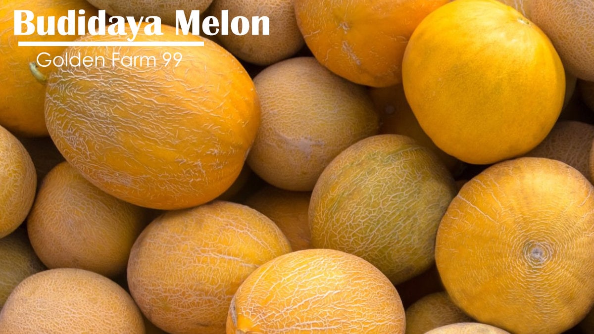 masa panen melon