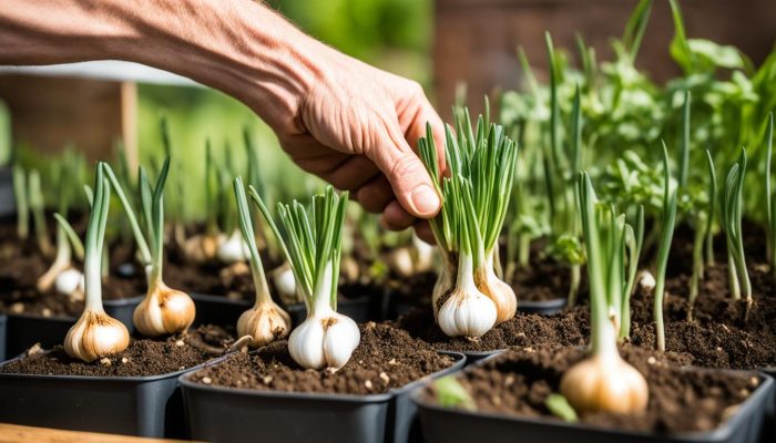 Cara Menanam Bawang Putih Dengan Mudah Di Rumah