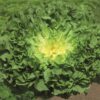 endive rhodos