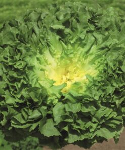 endive rhodos