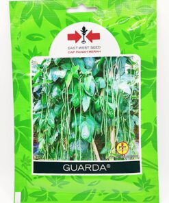 kacang panjang guarda
