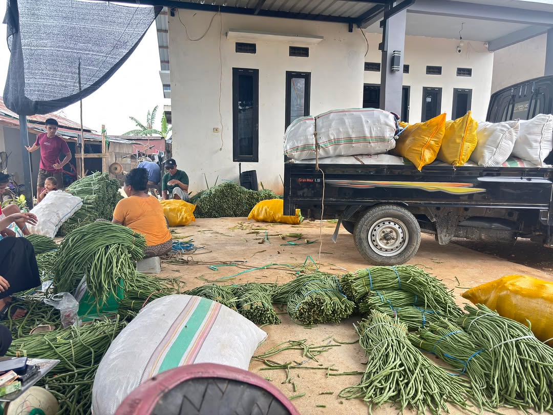 Benih Kacang Panjang Guarda Cap Panah Merah 4 kacang panjang guarda